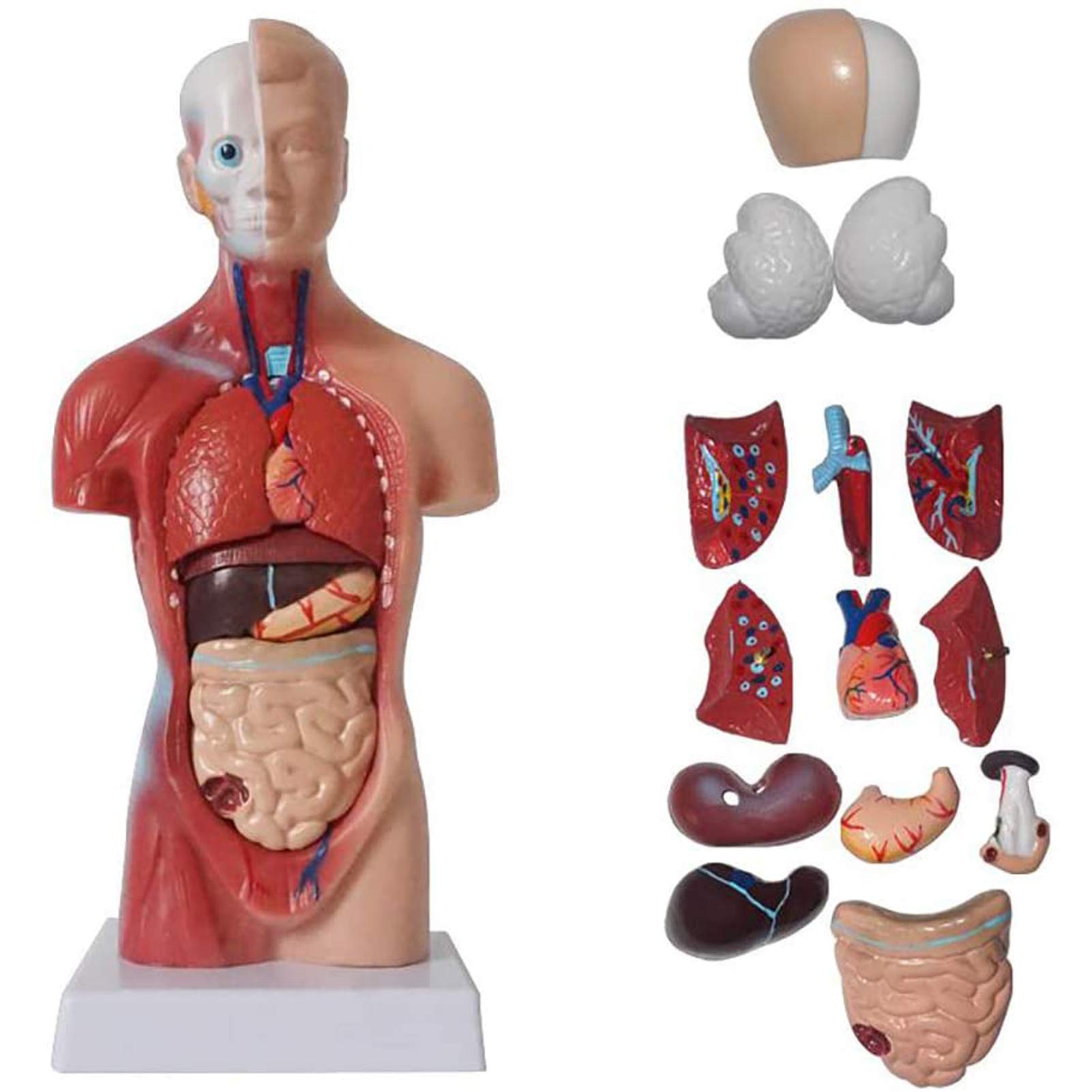 4D  HUMAN シリーズ Amazon.com: 4D Vision Human Anatomy Torso Model : Toys & Games